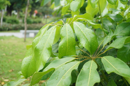 Green plants and green leaves