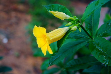 Yellow flowersの写真素材