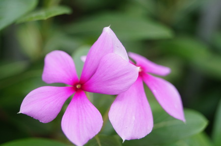 Flowersのeditorial素材