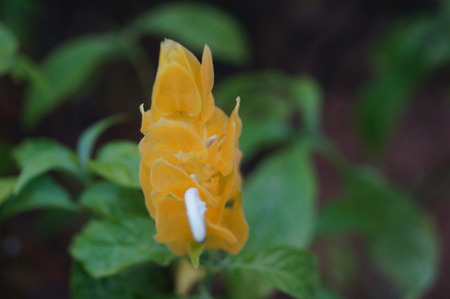 Yellow flowersの写真素材