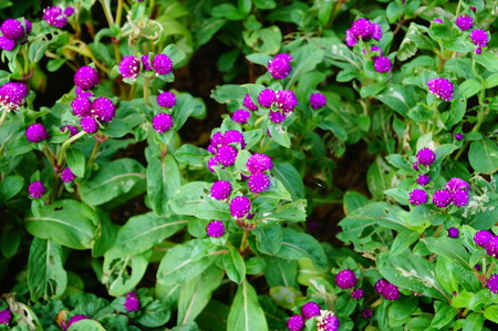 Purple flowers