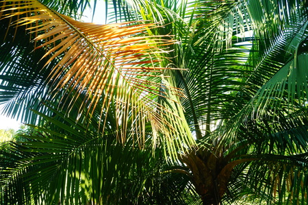 Palm leaves