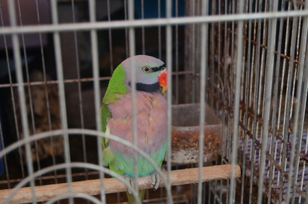 A parrot in a cage