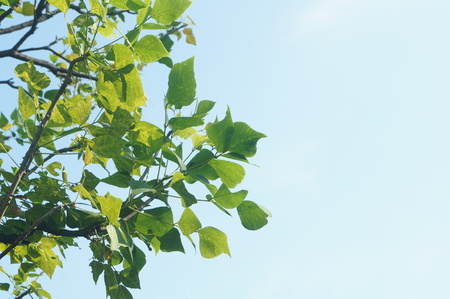 Tree branches and leaves