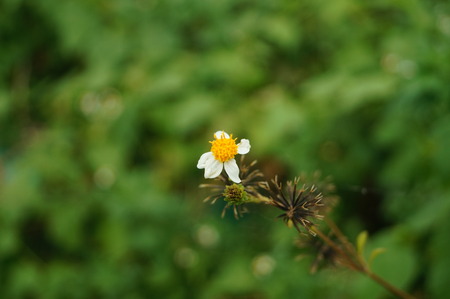 Chrysanthemum indicumの写真素材