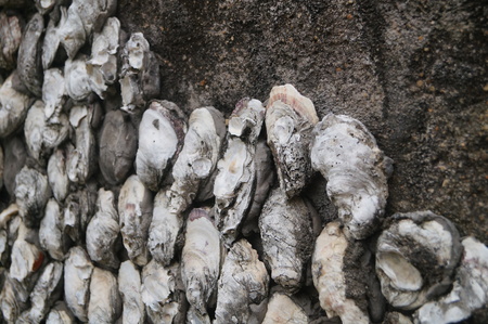 Oyster shell wall in Shenzhen, China