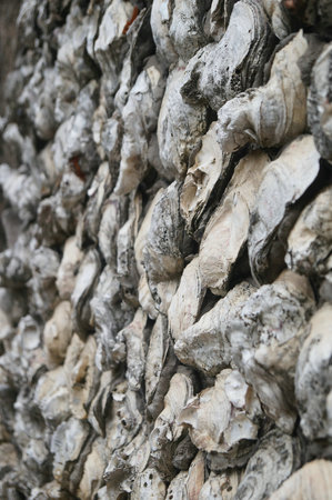 Oyster shell wall in shenzhen, China