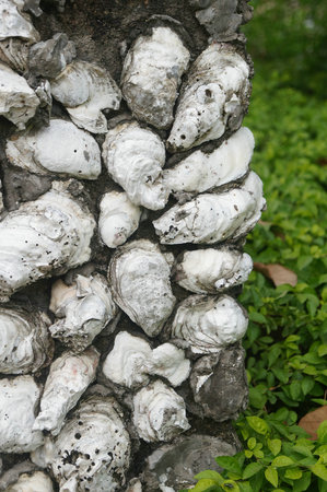 Oyster shell wall in shenzhen, Chinaの写真素材
