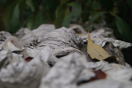 Oyster shell wall in shenzhen, Chinaの写真素材