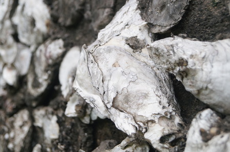 Oyster shell wall in shenzhen, China