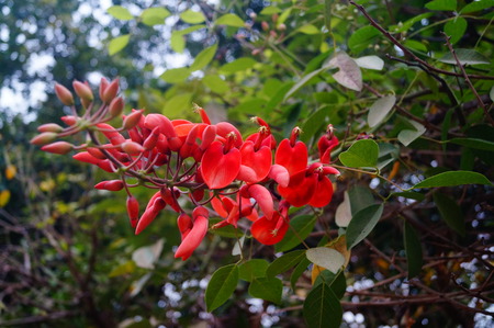 Close up of red flowersの写真素材