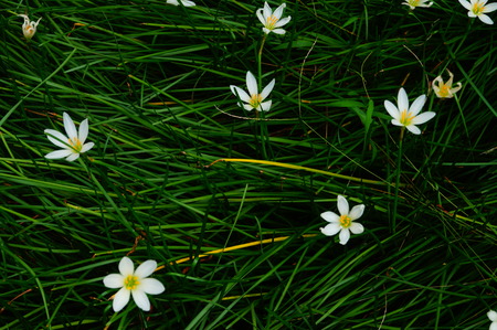 Flowersの写真素材