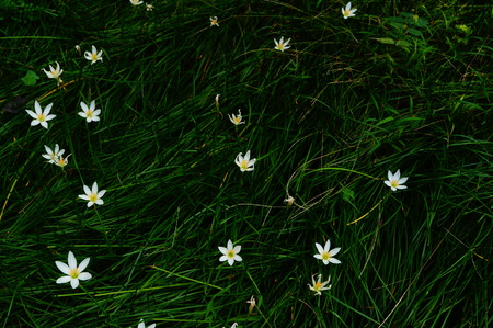 flowersの写真素材