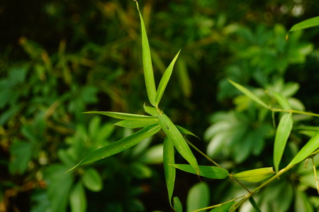 Bamboo leavesの写真素材