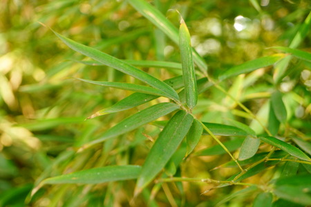 Bamboo leavesの写真素材