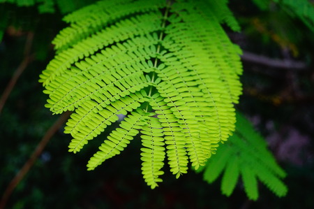 Green leavesの写真素材