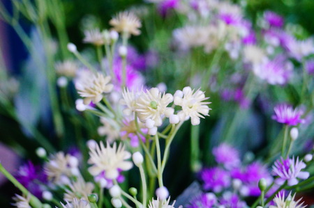 Artificial flowersの写真素材