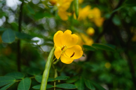 Yellow flowersの写真素材