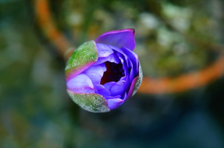 Lotus flower