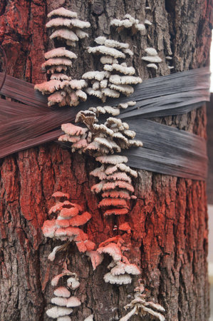 Mushroom on the trunkの写真素材