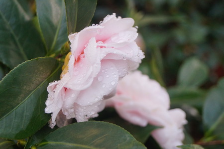 Camelliaの写真素材