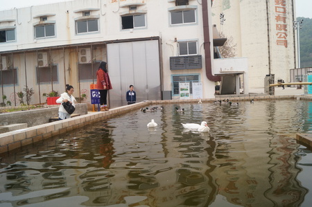 Ducks in the pondのeditorial素材
