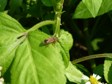 A bug on vegetable plant