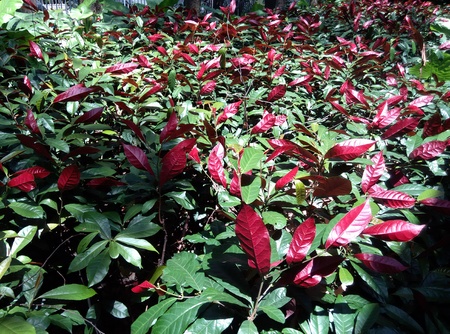 Red and green leavesの写真素材