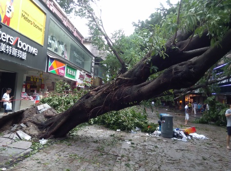Shenzhen: After Typhoon Nida, uprooted trees fell to the groundのeditorial素材