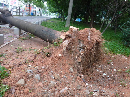 Shenzhen: After Typhoon Nida, uprooted trees fell to the groundのeditorial素材