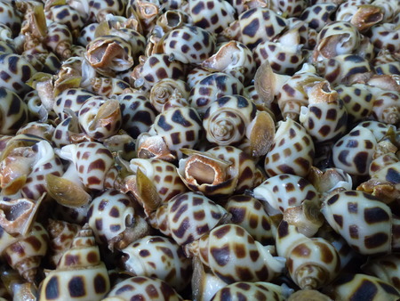Closeup on babylonia sea snails