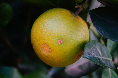 Citrus fruit in the orchard, has maturedの写真素材