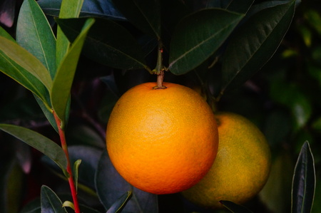 Citrus fruit in the orchard, has maturedの写真素材