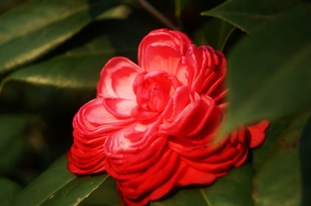 Camellia flowersの写真素材