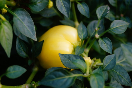 Growing lemon on a plantの写真素材