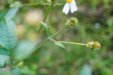 The ladybug is crawling over the plant branches and leaves