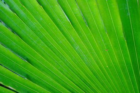 Green palm leaves