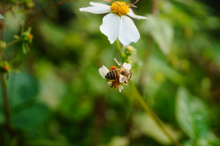 A bee on the flowerの写真素材