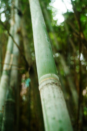 The bamboo forest landscapeの写真素材
