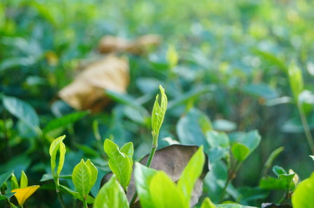 The landscape of the green plant leaves in the garden.