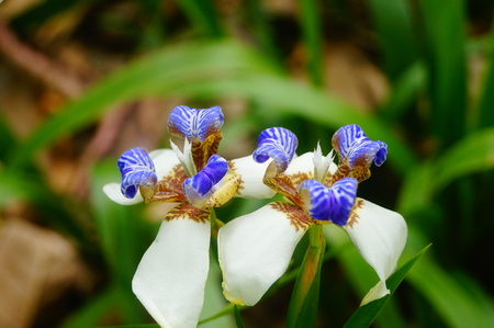 White flowers in a garden