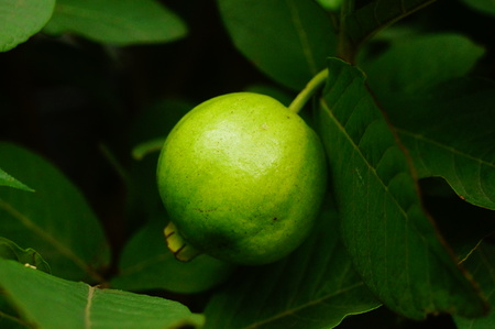 Guava fruit hanging in a treeの写真素材