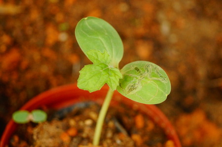 Melon seedlingの写真素材