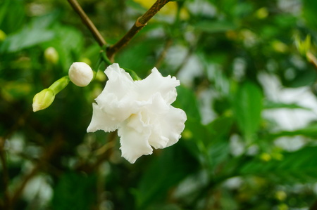 White Gardeniaの写真素材