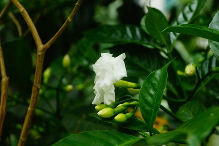 White Gardeniaの写真素材