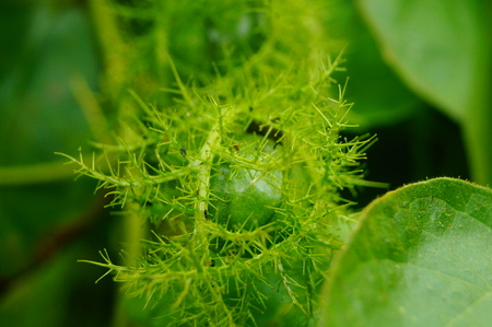Small fruit like watermelon