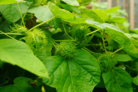 Small fruit like watermelonの写真素材
