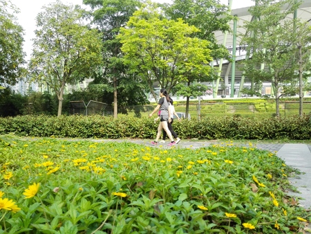 The yellow wild chrysanthemum is very beautifulのeditorial素材