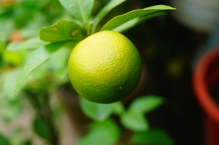 Green lemonの写真素材