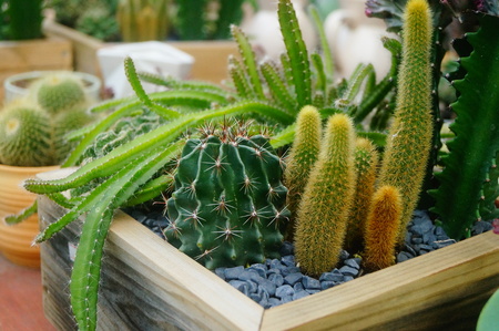 Cactus plant bonsaiの写真素材
